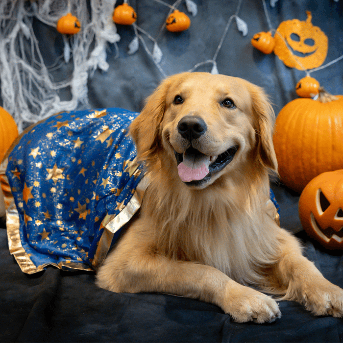 わんちゃんハロウィン仮装