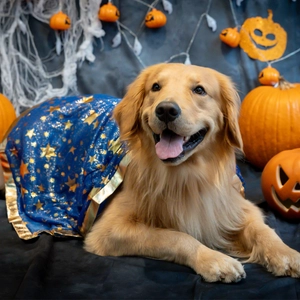 《参加無料》ワンちゃんが主役！　 【Happyハロウィンイベント】をドッグパーク那須で “ワンコンシェルジュ”と贈る、新しい体験型イベントを開催！