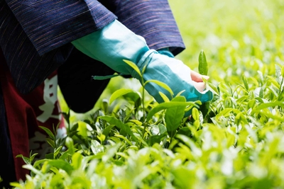 0LLVBMWpsj963p1aLZrE.jpg?w=940&h=940