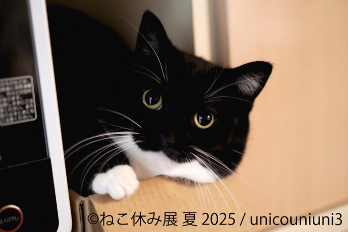 ねこ休み展 展示作品:unicouniuni3