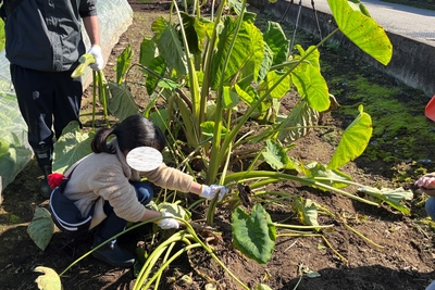 ただいま里芋の葉と格闘中！