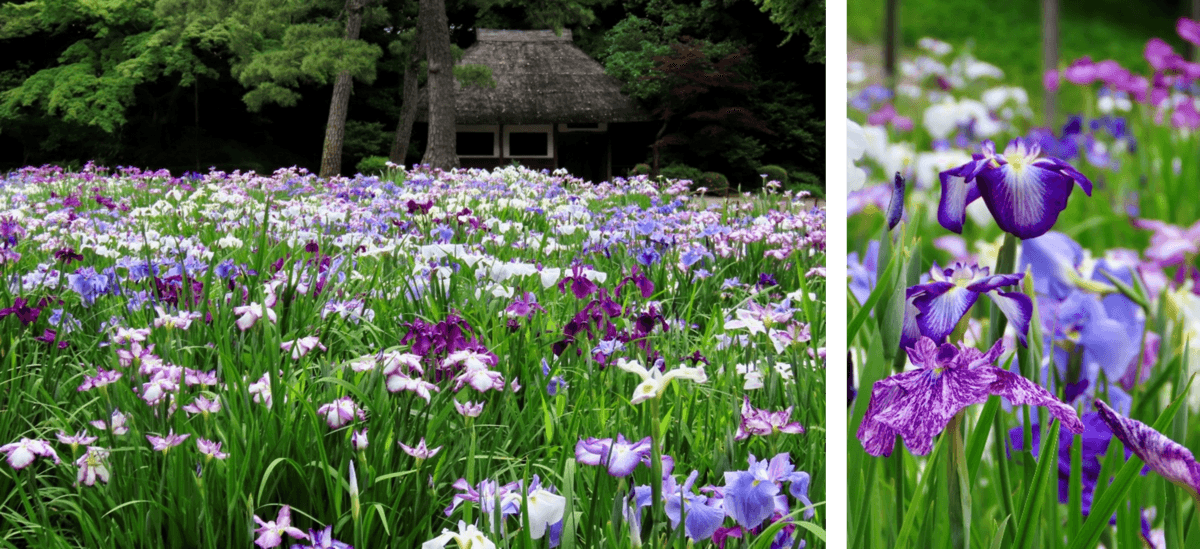 ハナショウブの見ごろに合わせて小石川後楽園で「花菖蒲を楽しむ」～初夏の大名庭園を彩る優雅な紫～を開催（5/23~6/14）
