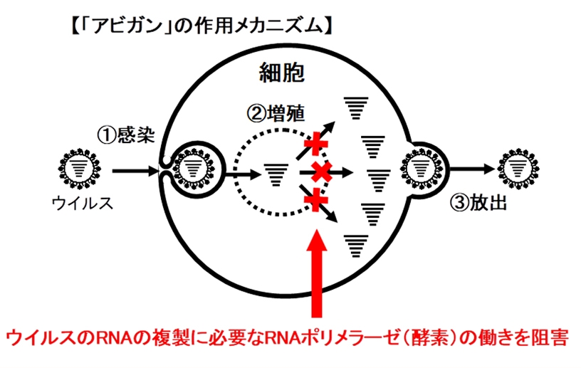 抗インフルエンザウイルス薬「アビガン®錠」 新型コロナウイルス感染症患者を対象とした国内臨床第Ⅲ相試験および生産体制に関するお知らせ