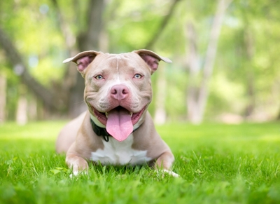 犬には、その犬種特有の性格と言うものがあるのですが、沢山いる犬種の中でも、凶暴な性格を持っているという犬種は