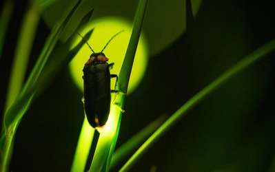 試薬等に用いられるホタルルシフェリンの画期的な合成方法を開発　今後より安価で迅速な製造工程の確立に期待