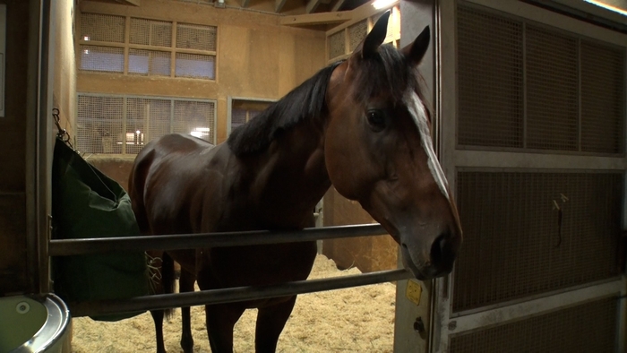 メイショウタバル、宝塚記念の裏側を再生します