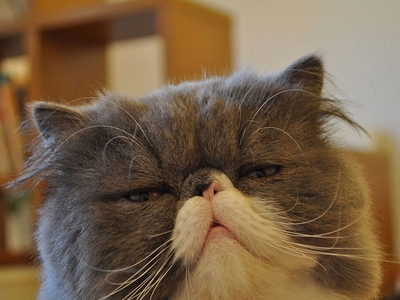 0WIfaxTfPwYFlvqfpQiL.jpeg?w=940&h=940