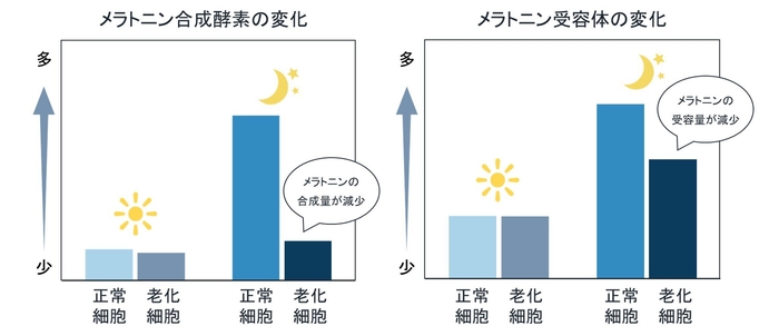 メラトニン合成酵素の変化／メラトニン受容体の変化