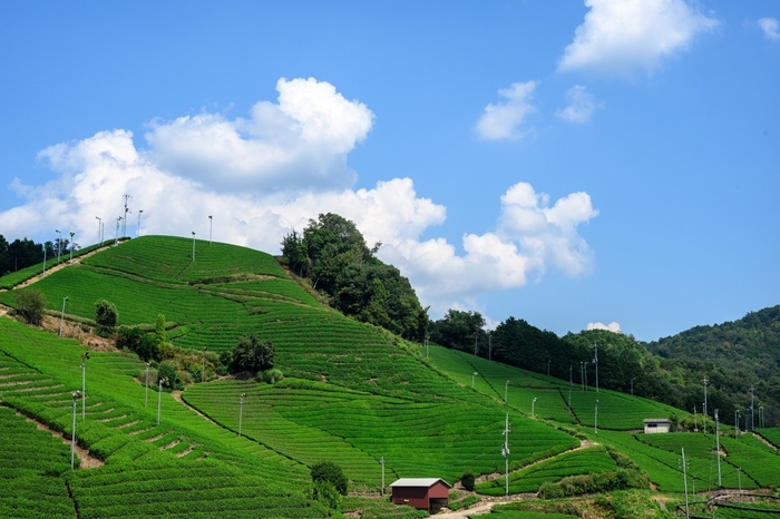 ▲石寺の茶畑(京都府景観資産登録第1号・日本遺産)