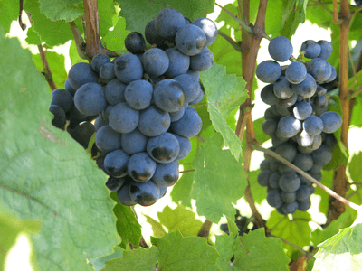 0aJvpfudEnESctXPVaIS.png?w=940&h=940