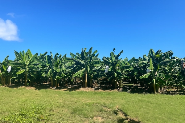 宮古島の有機ブルートバナナ、島外販売を開始