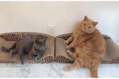 0fwkWf9fkZMbPJvYqc5R.jpg?w=940&h=940