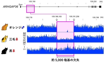 図2.約5,000塩基の欠失の同定