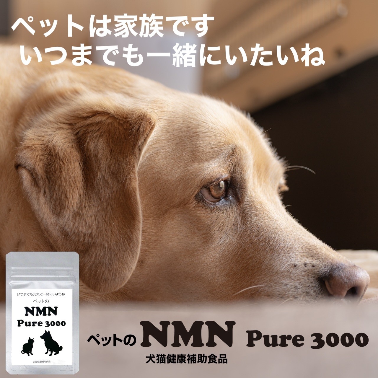 犬猫の健康維持によるエイジングケアをサポートする専用サプリ『ペット