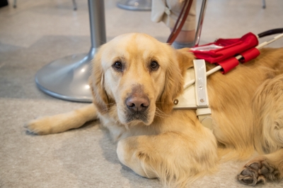 0jxlsi2m97xiQuefzK2x.jpg?w=940&h=940