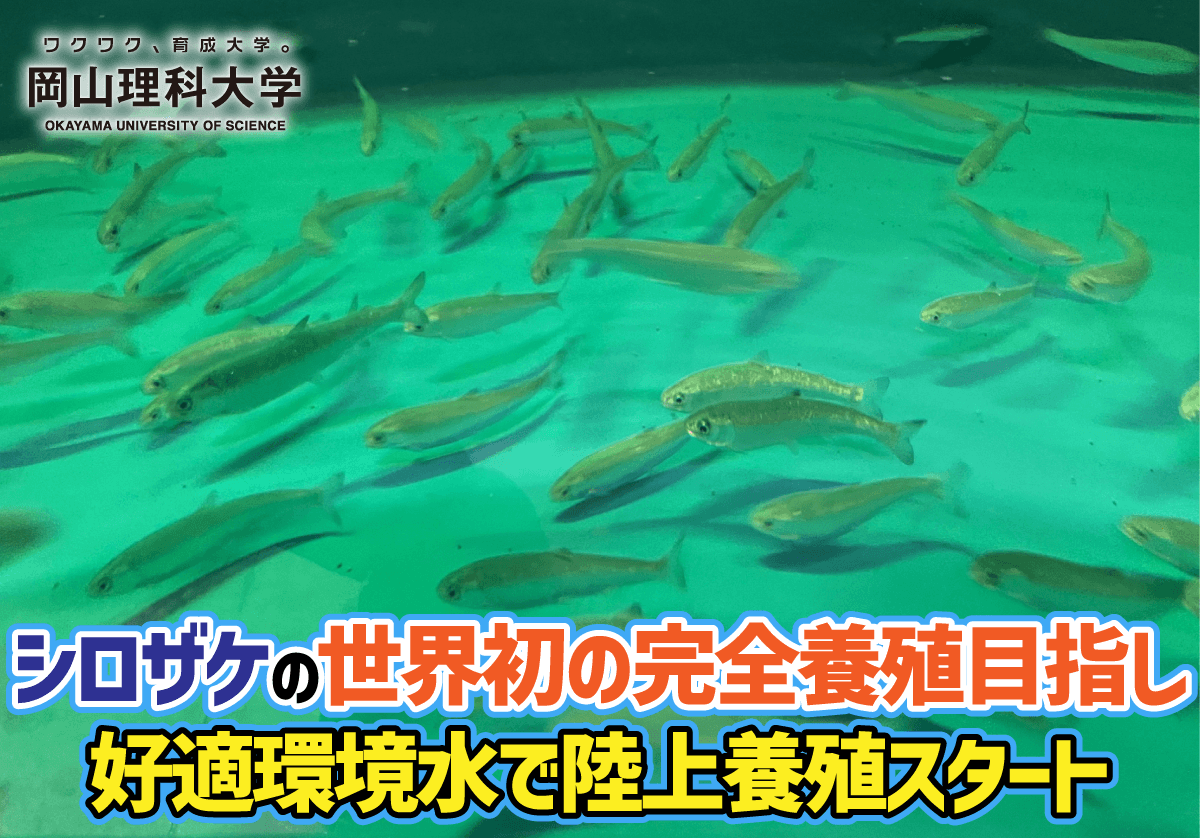 【岡山理科大学】シロザケの世界初の完全養殖目指し、好適環境水で陸上養殖スタート