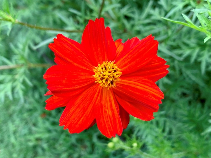 キバナコスモス(濃橙)