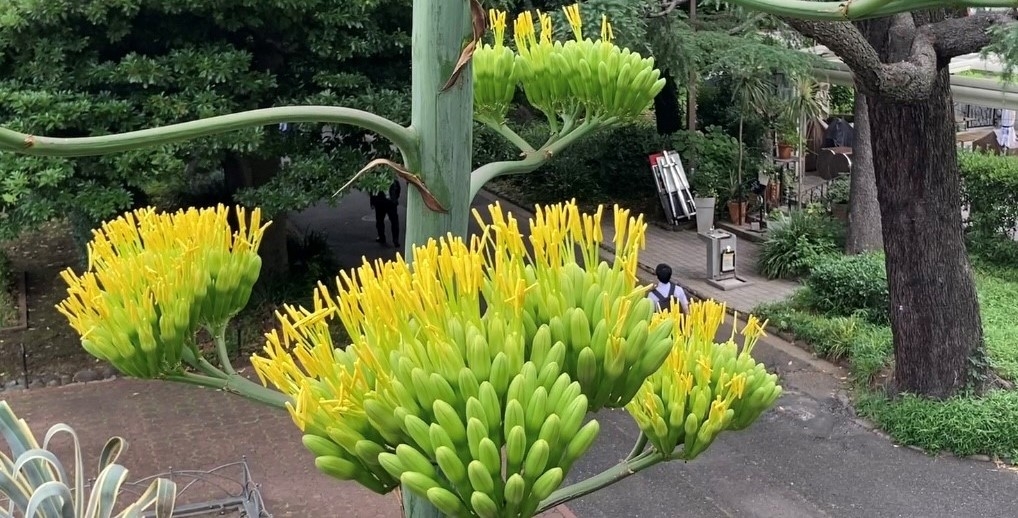 開花したつぼみ(2024年7月11日撮影)