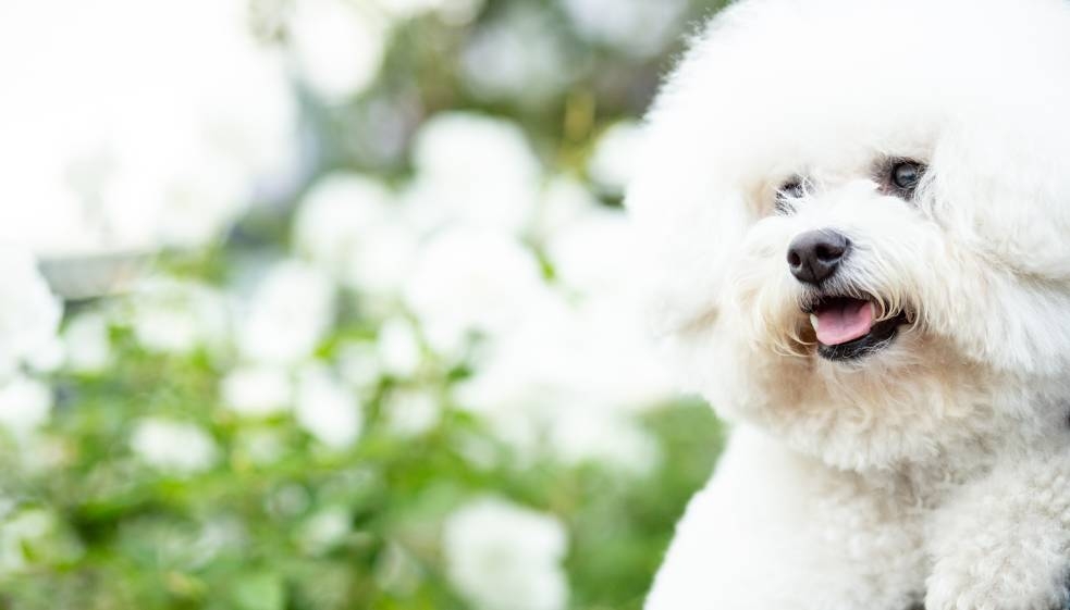 アロマケアで豊かで健やかなドッグライフを実現