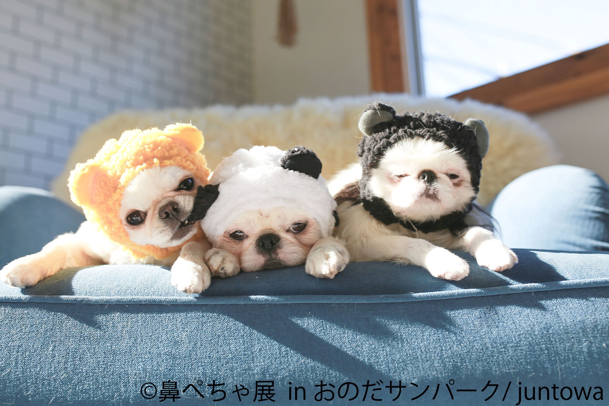 尾丸鼻ぺちゃ 鼻ぺちゃ犬”集合！初の山口県巡回展を4/28～5/6に開催 6M超えの大型