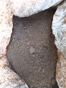 発酵がすすみ表明が白く変化し始めます