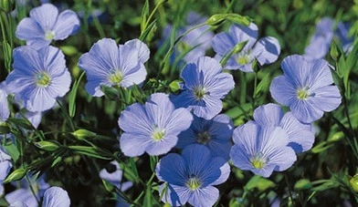 亜麻仁油や魚油に含まれるネルボン酸の乳がんへの抗がん作用を発見　既存の薬剤が効かない乳がん患者に対する新たな治療薬開発に期待