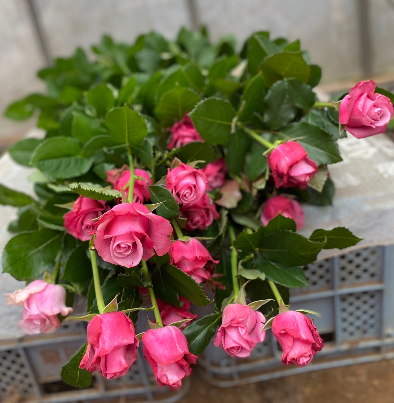 規格外のバラは廃棄される運命に・・・