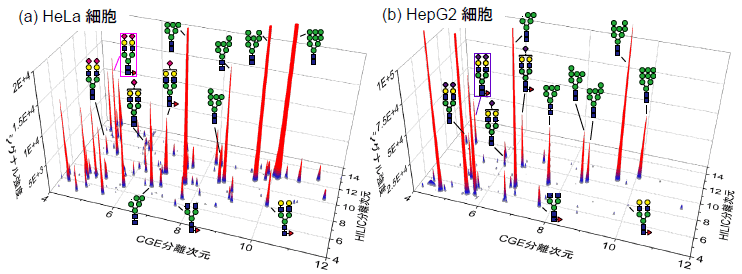 図3. (a)子宮頸がん細胞(HeLa細胞)と(b)肝臓がん細胞(HepG2細胞)の二次元分析結果。