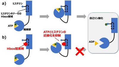 図2　病原細菌におけるHbox阻害剤の作用機構（aはHbox阻害剤なし、bはHbox阻害剤ありの場合）。Hbox阻害剤は病原細菌ヒスチジンキナーゼのHboxに結合して、ATPのγリン酸とHbox内のヒスチジンの近接化を抑制することで、細菌の増殖、薬剤耐性、病原性因子の発現に関わる自己リン酸化反応を阻害します。