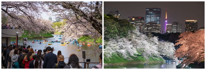 毎年多くの方が訪れる「千代田のさくらまつり」