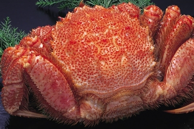 1C77wqzKnTukDH1lFg7E.jpg?w=940&h=940