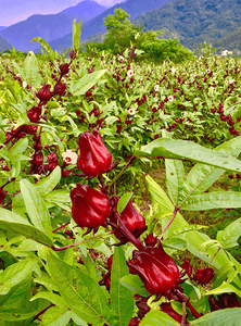 1FhtAjvKTDdUIlKvTY11.png?w=940&h=940