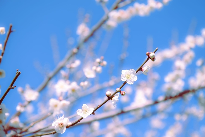 梅の花