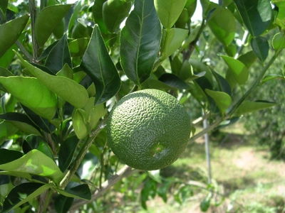 1IGuzFbQVbQfyjSgKPWN.jpg?w=940&h=940