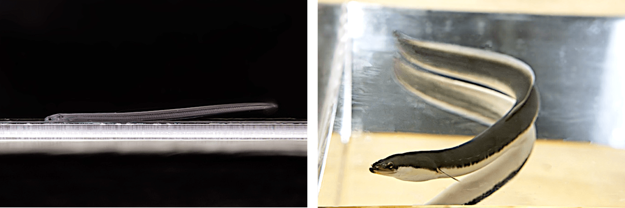 (左)完全養殖のシラスウナギ、(右)完全養殖のウナギ