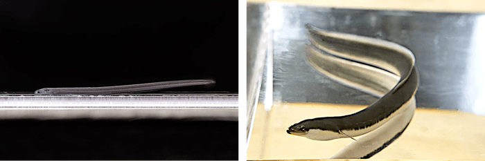 (左)完全養殖のシラスウナギ、(右)完全養殖のウナギ