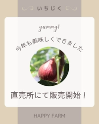 金賞受賞の朝採り完熟いちじく、直売所での販売スタート2025年