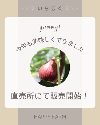 金賞受賞の朝採り完熟いちじく、直売所での販売スタート2025年