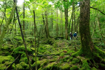 1Ohdecw51bEd1ME06G0S.jpg?w=940&h=940