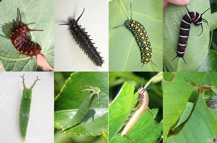 (図3)頭部またはその近くに角をもつチョウの幼虫(上段:柔らかい角、下段:硬い角)