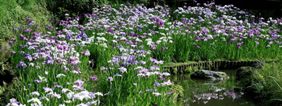 ハナショウブ最盛期の様子