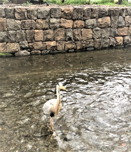 店内を見つめる“ご常連”アオサギの「しんちゃん」