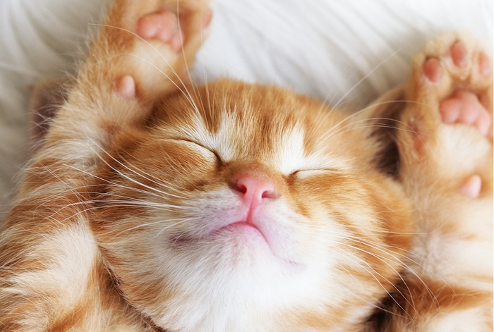 撮影距離10cm~∞