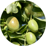 成分5:スクワラン