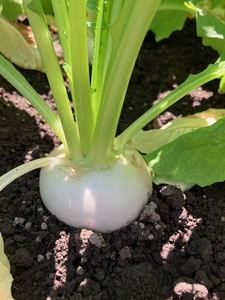 野辺地葉つきこかぶ