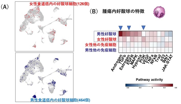 図3 食道がん組織内の免疫細胞の単細胞RNA解析 (A)食道がん組織内の好酸球を同定した(女性126個=赤い点、男性464個=青い点)。 (B)女性食道がんにおいては、性ホルモンの反応性が低いが、PI3Kが活性化している。