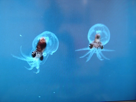 「ミズダコの赤ちゃん」の展示