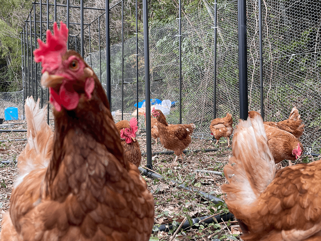 鶏舎のニワトリたち(毛利さん撮影)