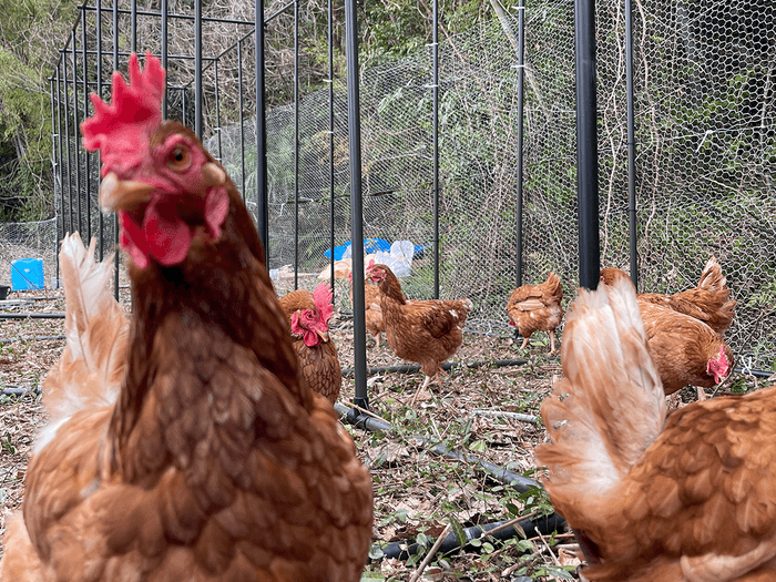 鶏舎のニワトリたち(毛利さん撮影)