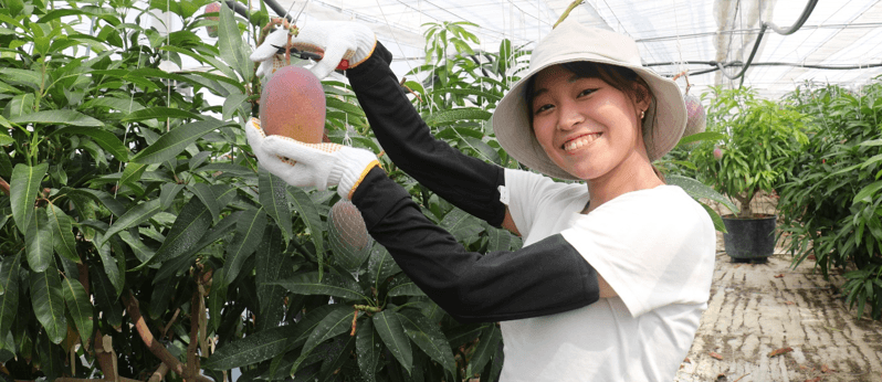 シルクのようになめらかな近大マンゴー「愛紅」 千疋屋総本店日本橋本店と伊勢丹首都圏3店舗で販売